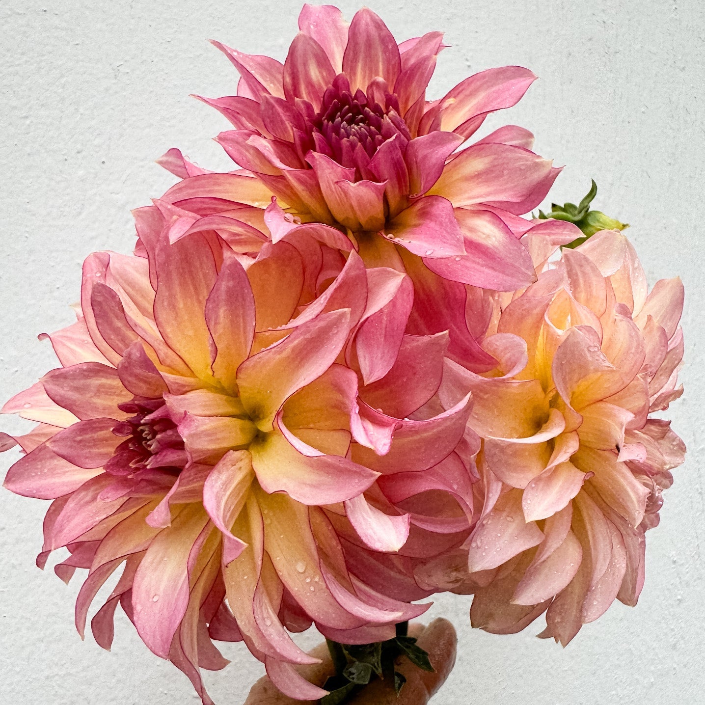 AC Twisp (limit 1 per household)