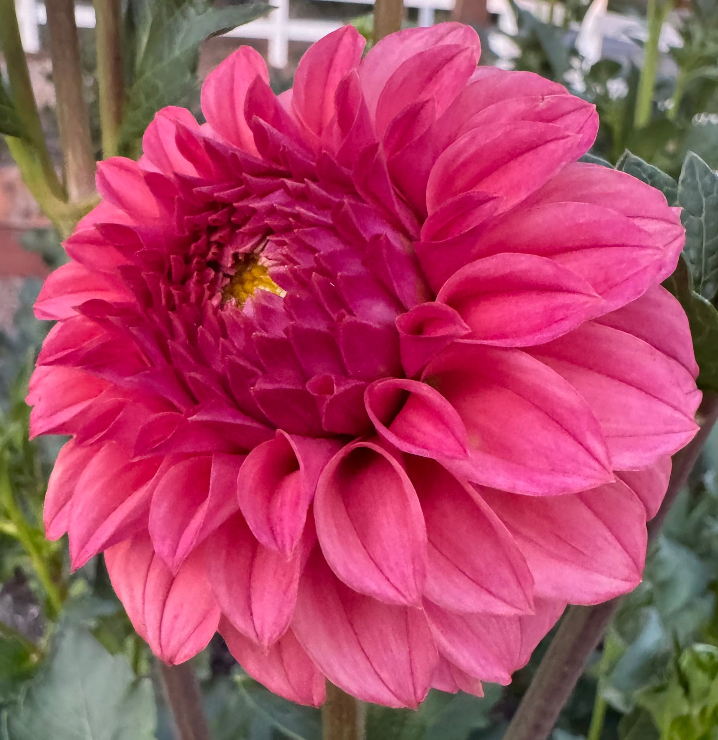 KA's® Keltie Rose
