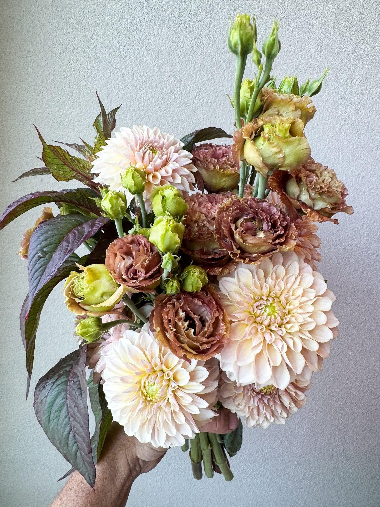 KA's® Cinder Rose (limit 1 per household)