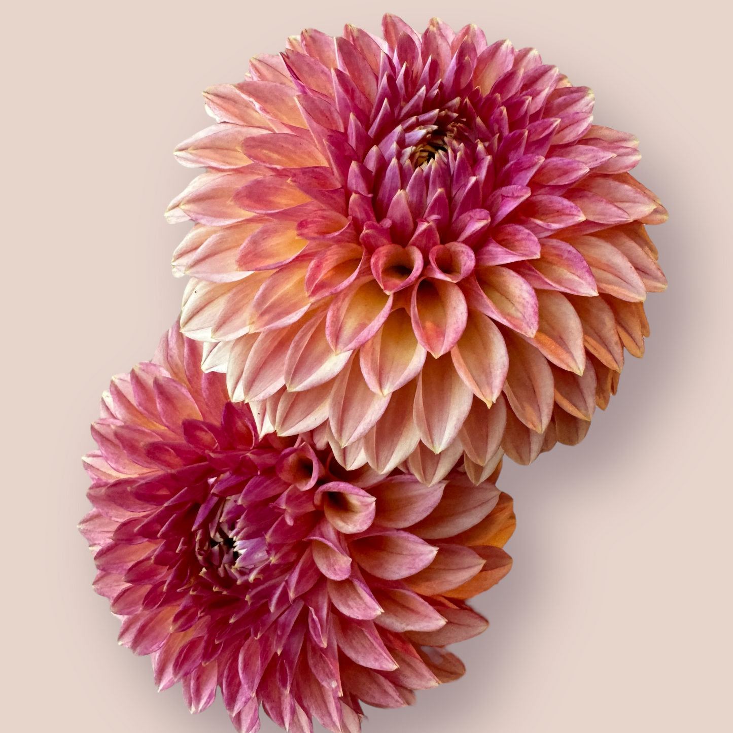 KA's® Desert Rose (limit 1 per household)