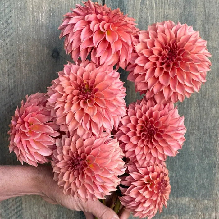 KA's® Coral Sea