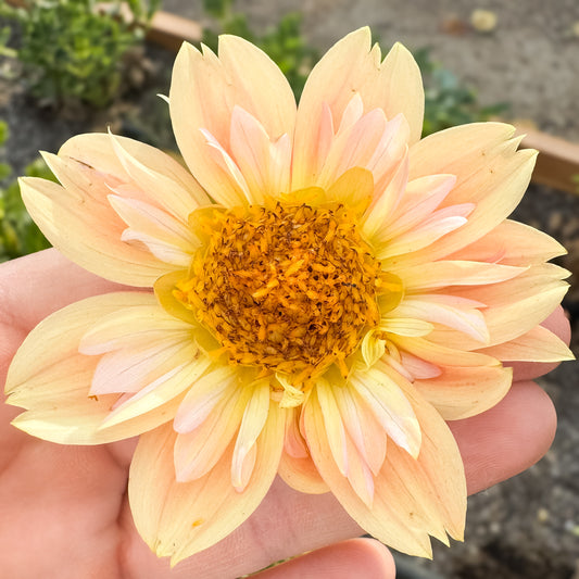 Nana's Petals