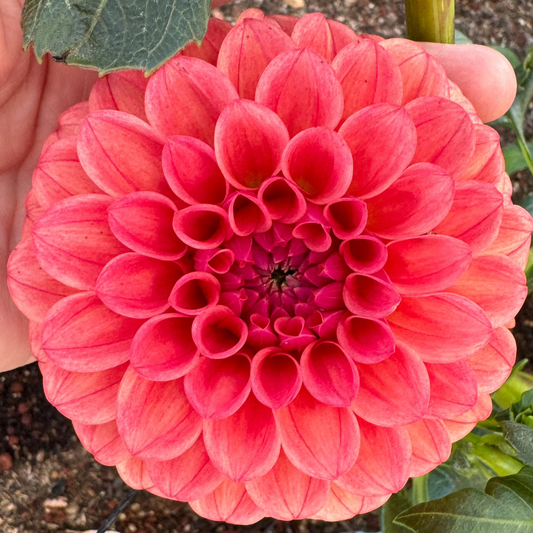 KA's® Blood Orange