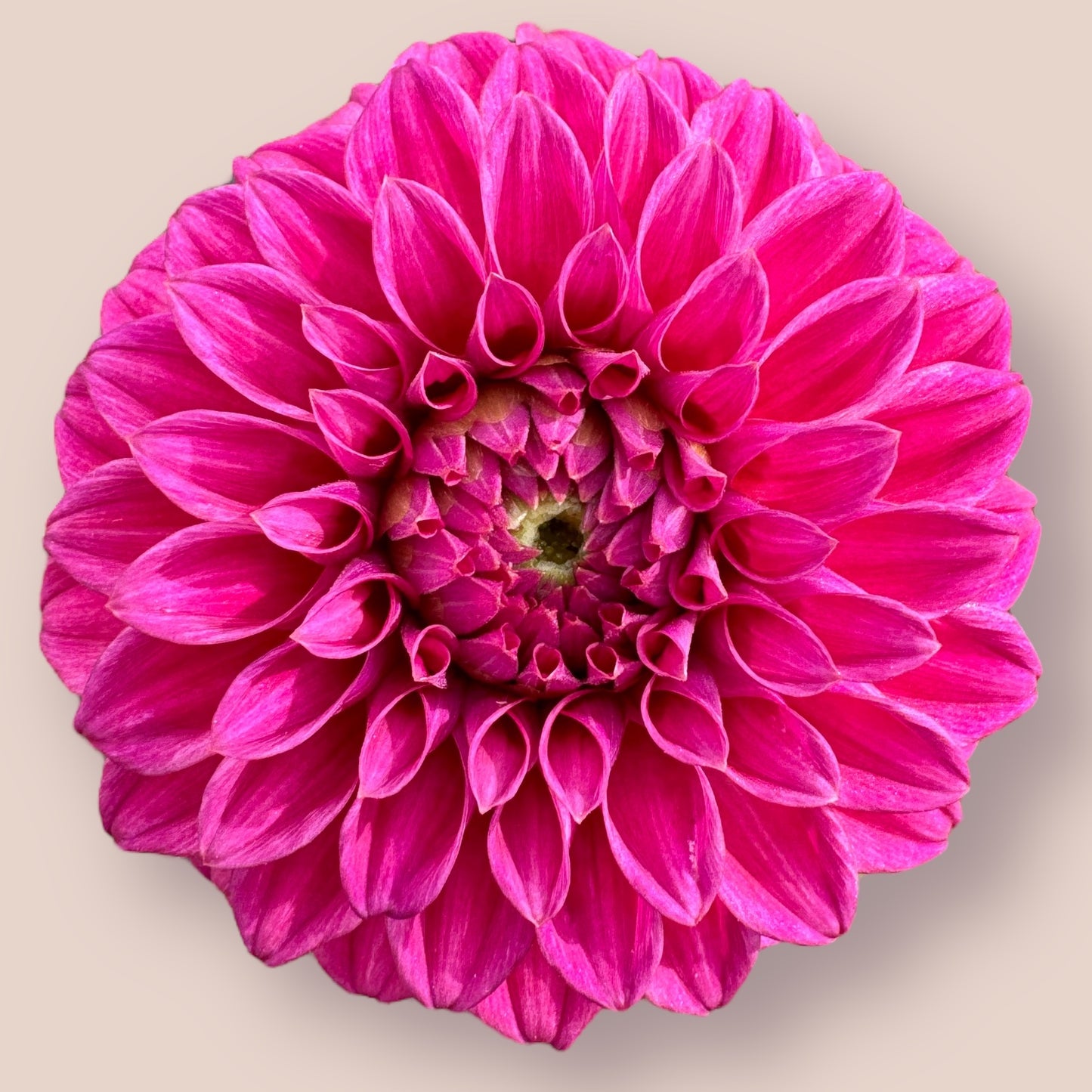 KA's® Keltie Rose