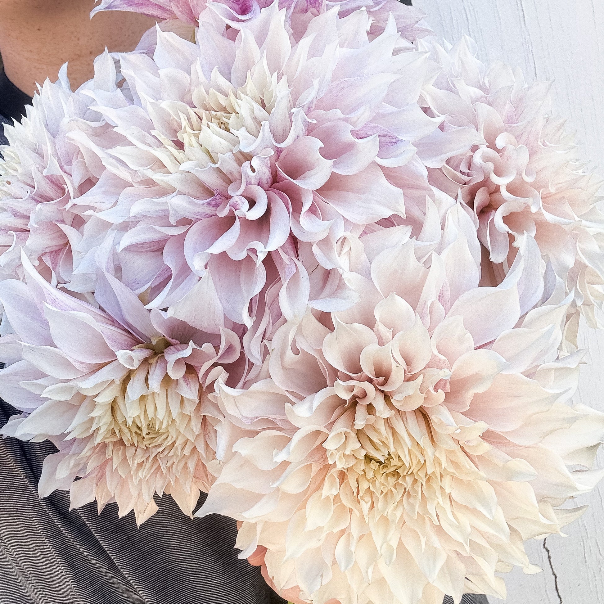 lavender blush plant KA's® Lavender Blush (limit 1 per household)