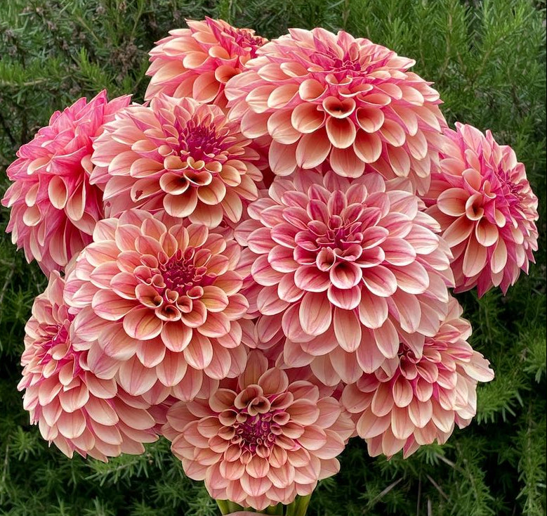 KA's® Rhubarb
