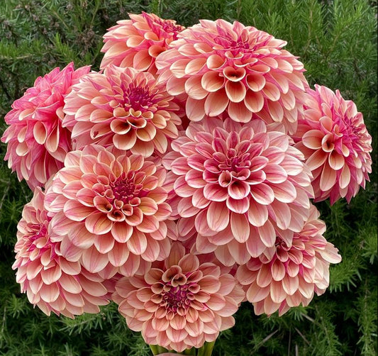 KA's® Rhubarb